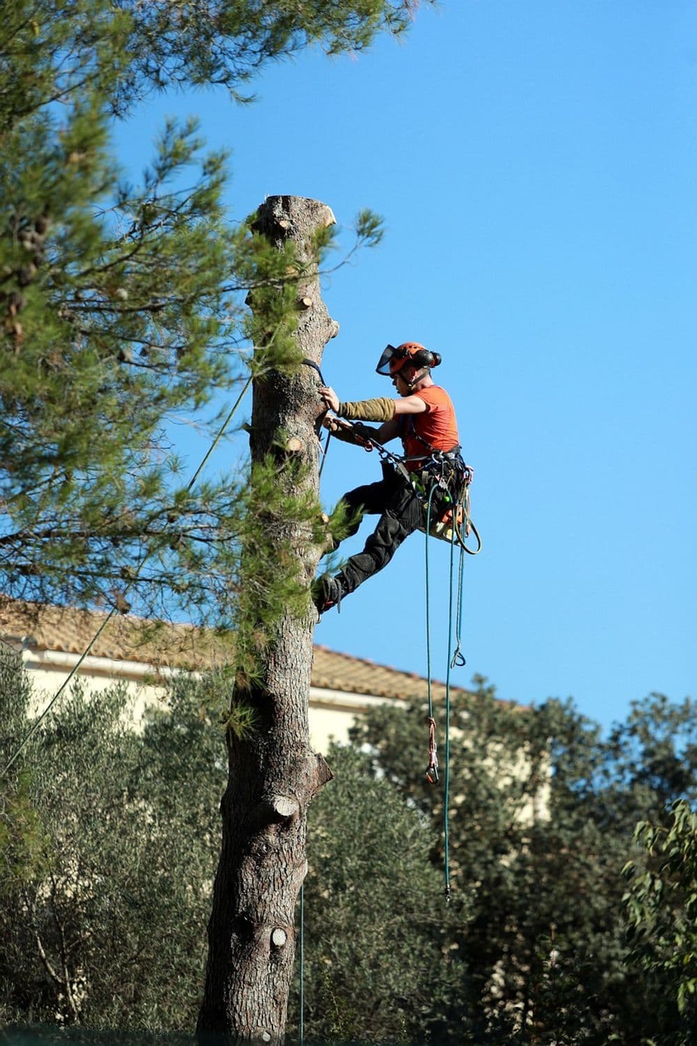 Tree Trimming & Removal image